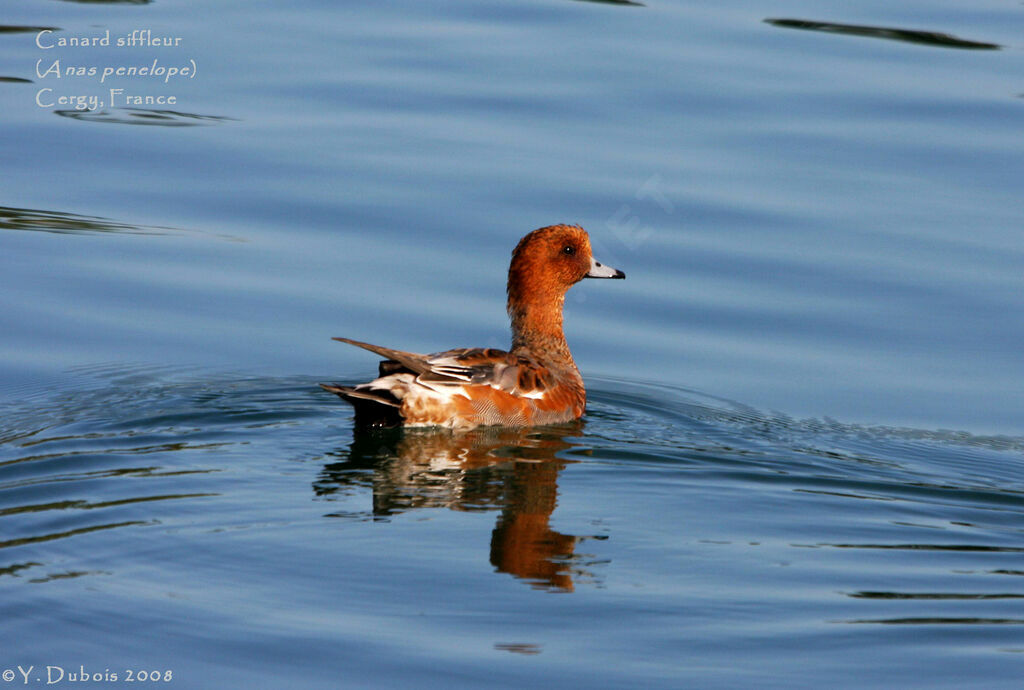 Canard siffleur