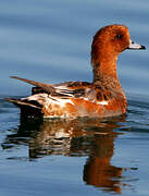 Eurasian Wigeon