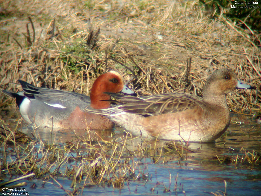 Eurasian Wigeon