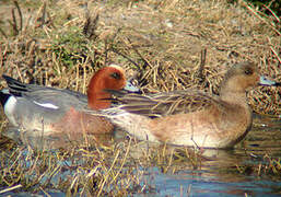 Eurasian Wigeon