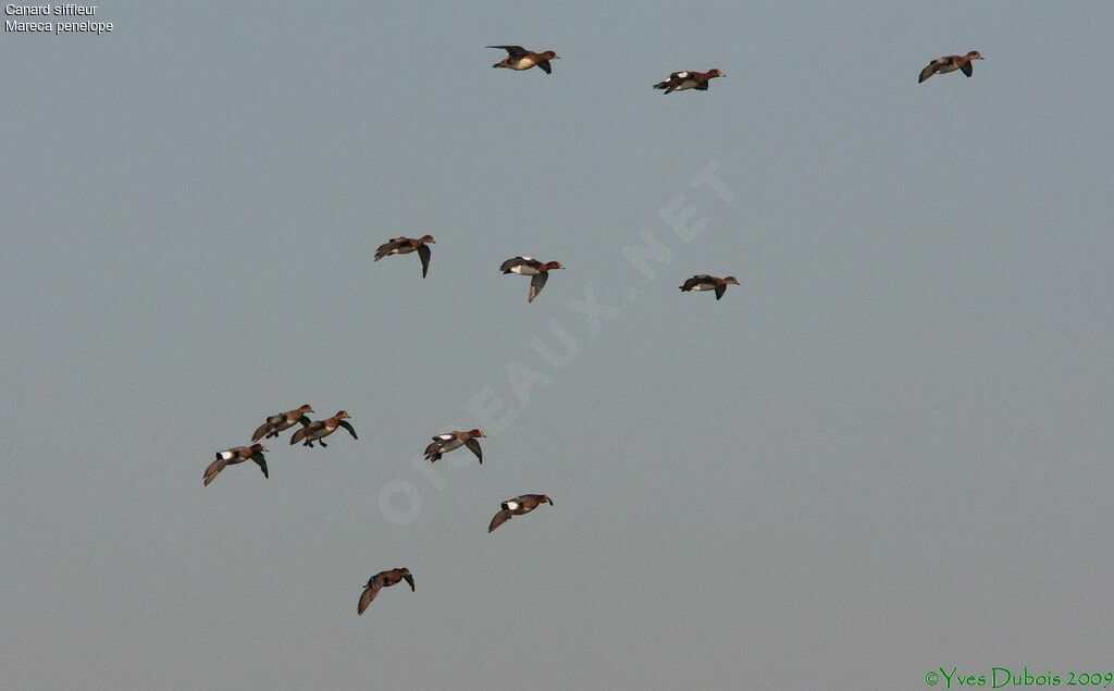 Eurasian Wigeon