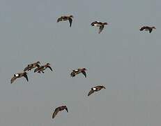 Eurasian Wigeon