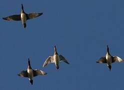 Eurasian Wigeon