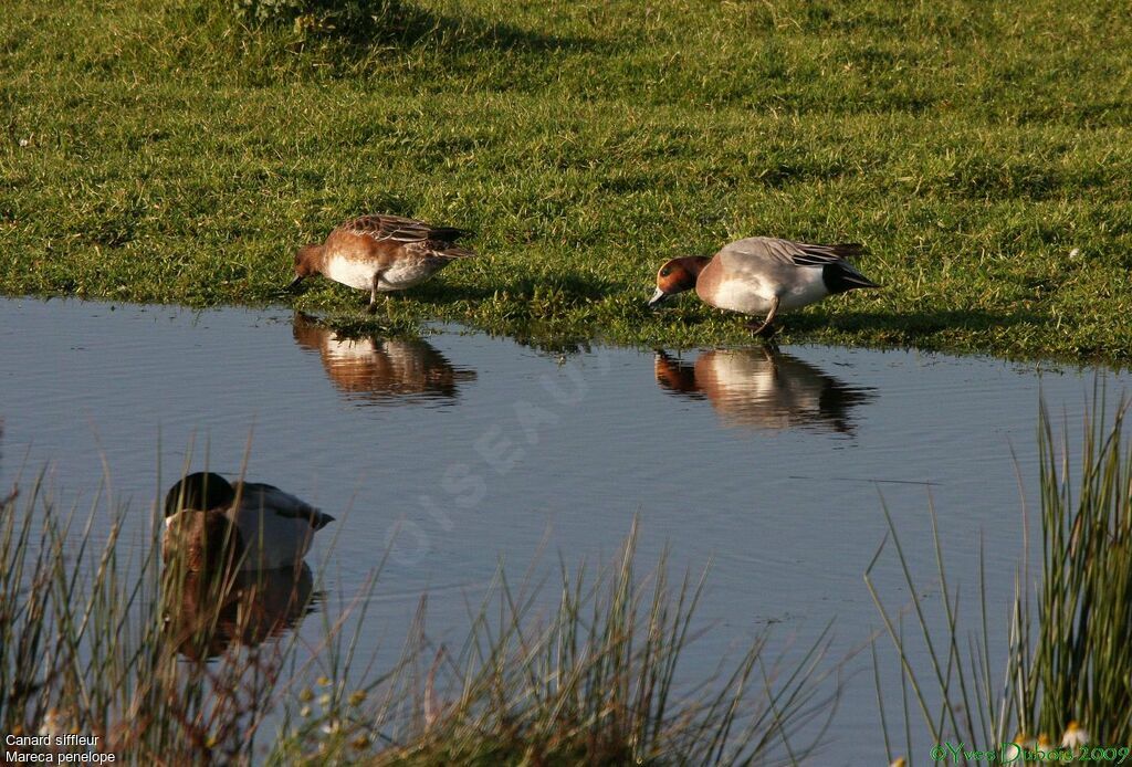 Canard siffleur