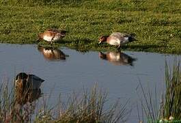 Canard siffleur