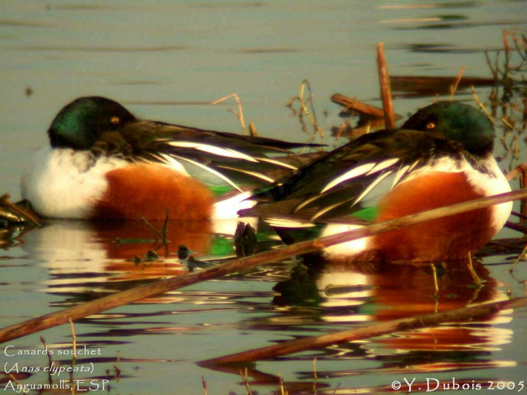 Northern Shoveler