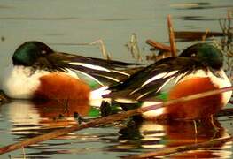 Northern Shoveler