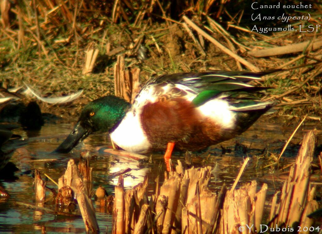 Canard souchet