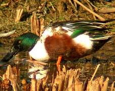 Northern Shoveler