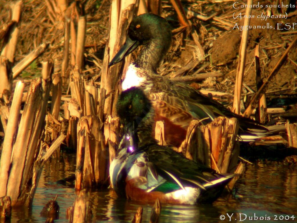 Canard souchet