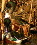 Northern Shoveler