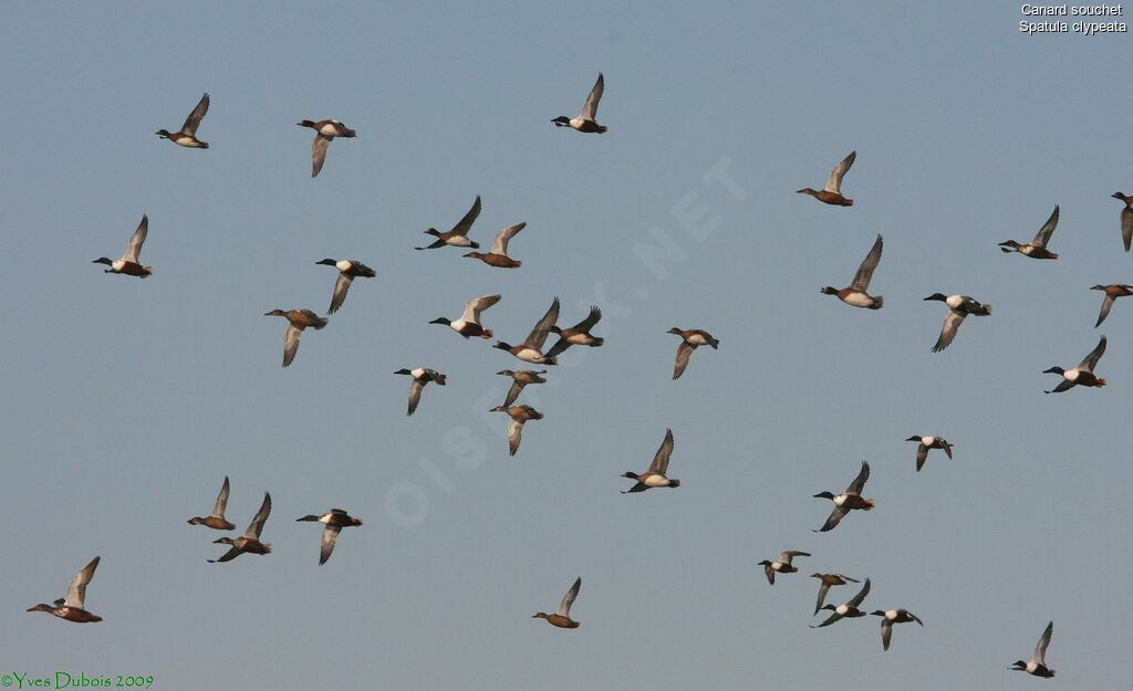 Northern Shoveler