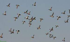 Northern Shoveler