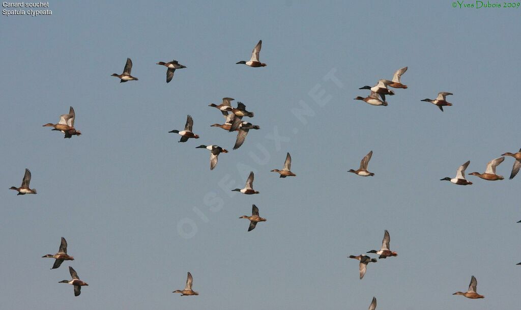 Northern Shoveler