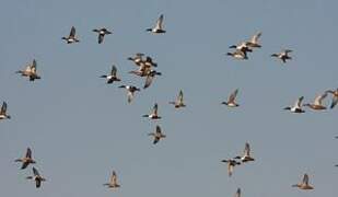 Northern Shoveler