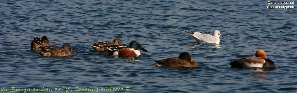 Canard souchet