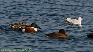 Northern Shoveler