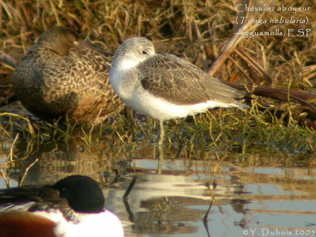 Common Greenshank