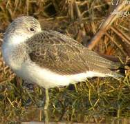 Common Greenshank