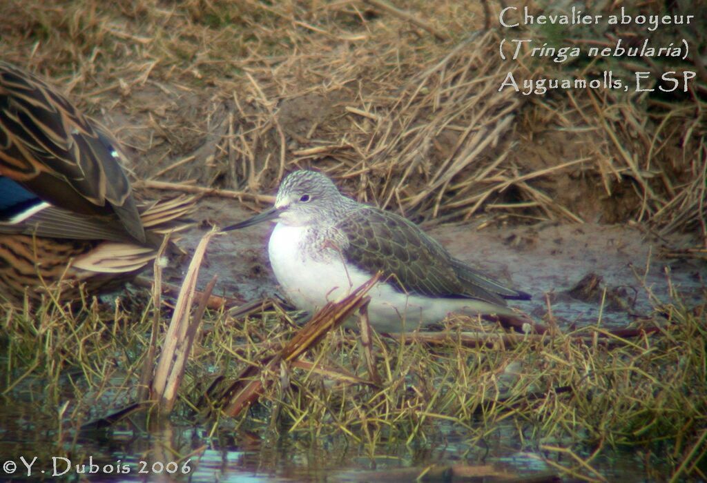 Common Greenshank