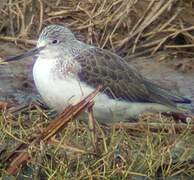 Common Greenshank