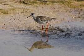 Common Redshank