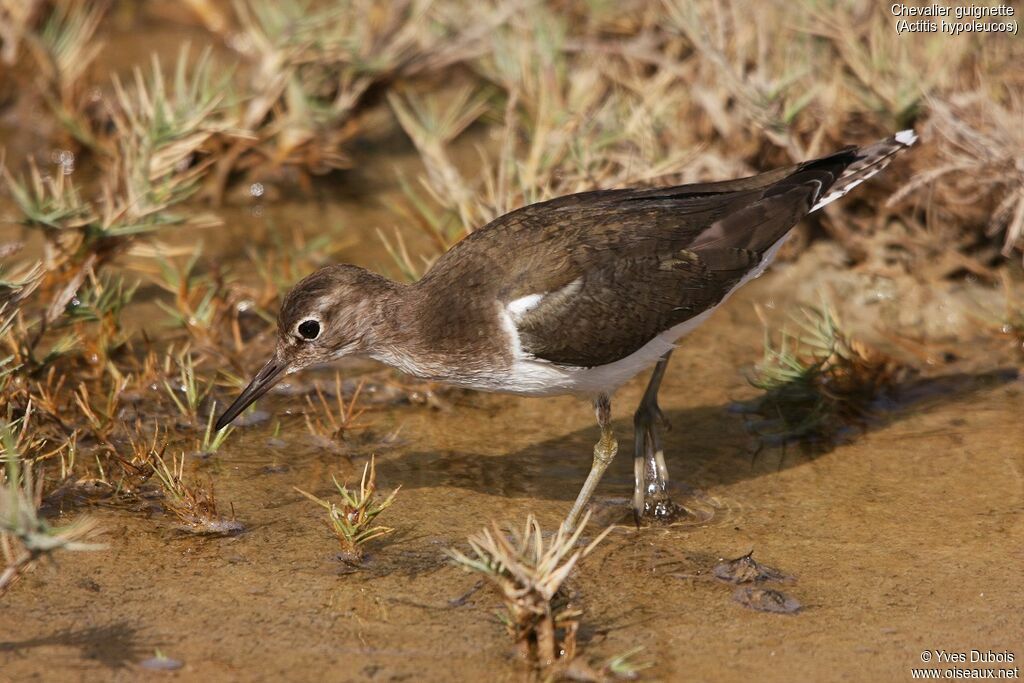 Common Sandpiper