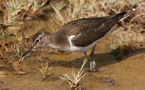 Common Sandpiper