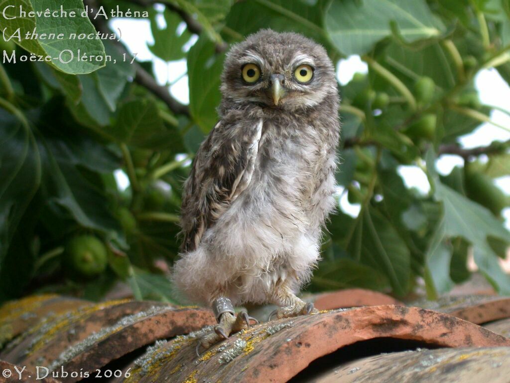 Little Owl