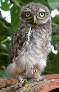 Little Owl