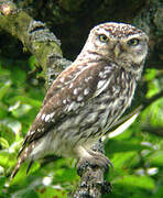 Little Owl