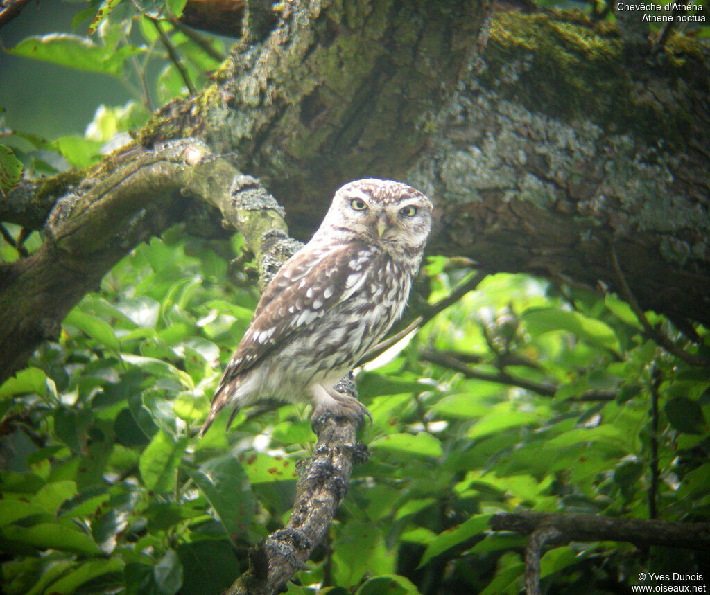 Little Owl