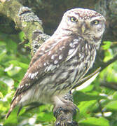 Little Owl