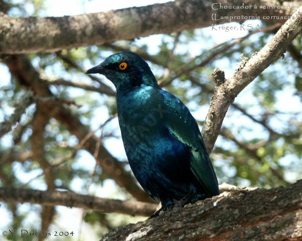 Black-bellied Starling