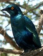 Black-bellied Starling