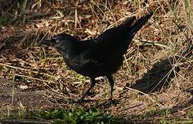 Western Jackdaw