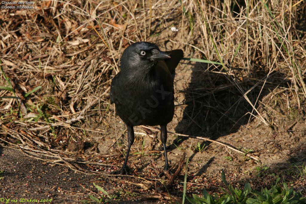 Western Jackdaw