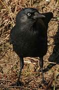 Western Jackdaw