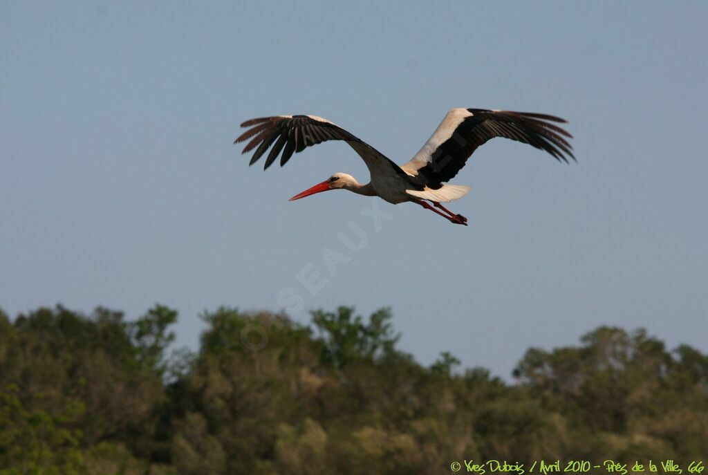 White Stork