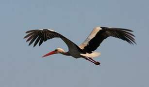 White Stork