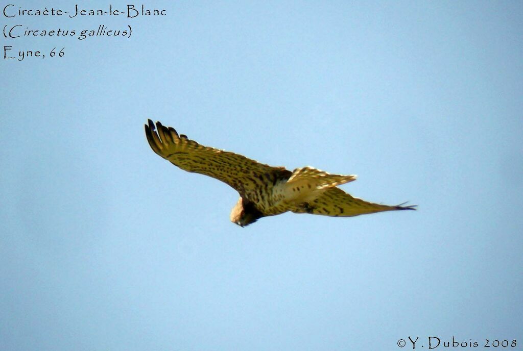 Short-toed Snake Eagle