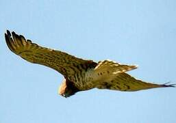 Short-toed Snake Eagle