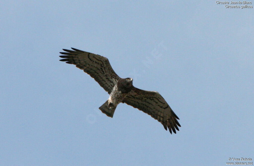 Short-toed Snake Eagle