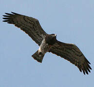 Short-toed Snake Eagle