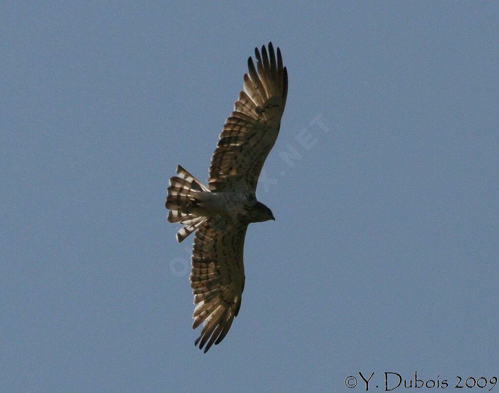 Short-toed Snake Eagle