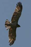 Short-toed Snake Eagle