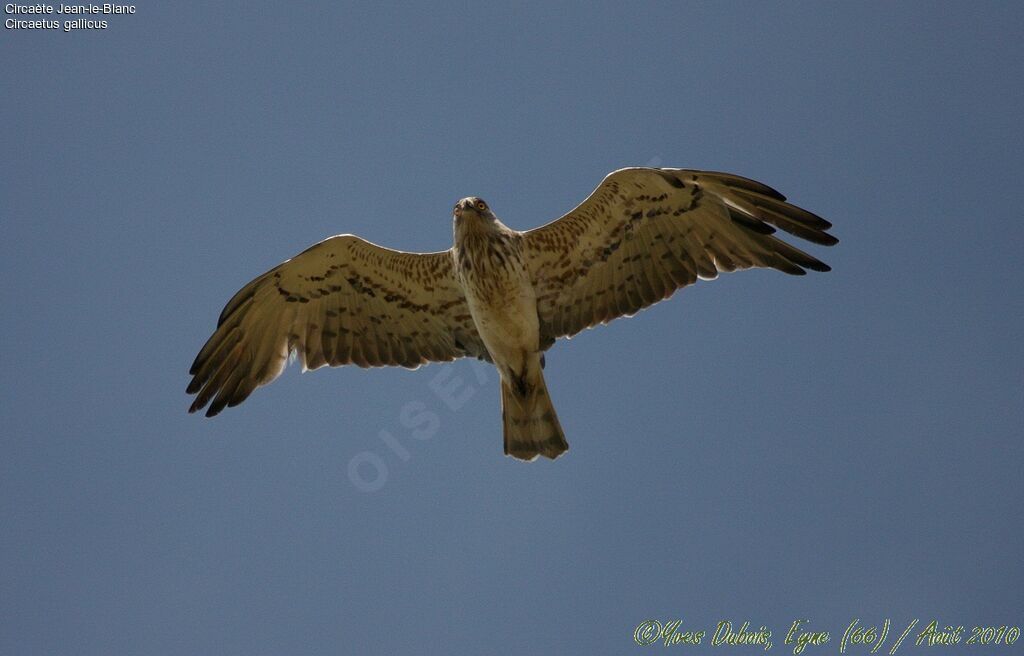 Short-toed Snake Eagle