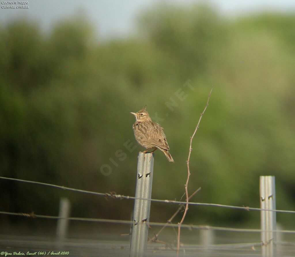 Crested Lark