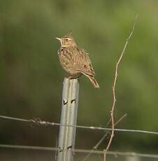 Cochevis huppé