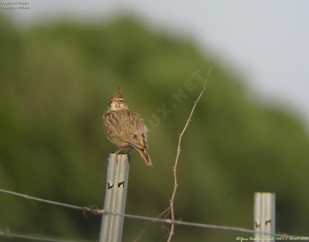 Cochevis huppé